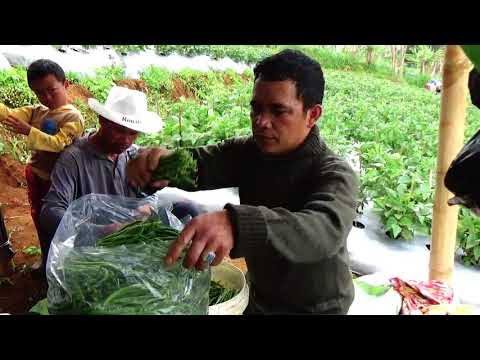 Raih Omzet Ratusan Juta Rupiah, Petani Sayur Bidik Ekspor