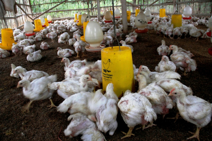 Peternak Mandiri Apresiasi Pembelian Ayam Hidup di 6 Provinsi