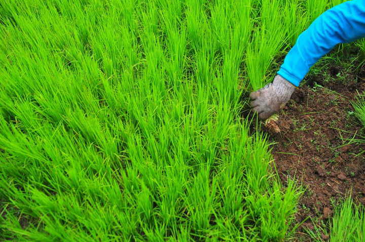 BPS: Produksi Pangan Gunakan Data Tunggal