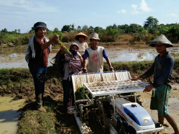 Solusi Tanam di Tengah Pandemi, Petani Manfaatkan Transplanter