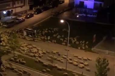 Kawanan Domba 'Invasi' Kota Turki saat Lockdown Korona