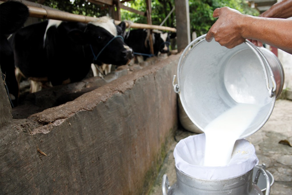 Peternak dan Penyuluh Bersinergi Jaga Stabilitas Produksi Susu