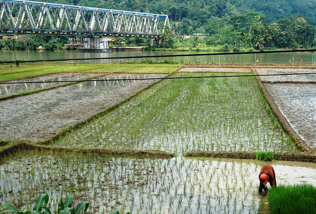 Anggaran Kementerian Pertanian untuk kepentingan para petani sekaligus pemenuhan ketersediaan pangan supaya tercukupi (Foto:MI/Lilik)