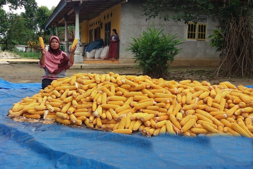Kabupaten Lampung Tengah (Lamteng) sebagai salah satu penyangga pangan Provinsi Lampung, pada Maret dan April 2020, melangsungkan panen jagung serentak (Foto:Dok.Kementan)