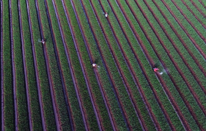 Sebanyak 32 Ribu Ha Sawah di Sultra Panen Raya