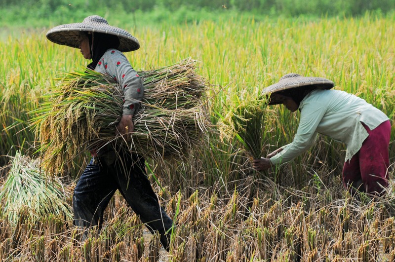 Kapasitas petani ditingkatkan melalui pelatihan online maupun pendampingan oleh penyuluh pertanian, serta dukungan yang intensif dari produsen mitra Kadin untuk budidaya sesuai kebutuhan dengan memahami lebih baik GAP, GMP, GHP. (Foto: Antara/Muhammad Bag