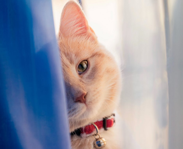 CDC Menyarankan agar Manusia juga Menjaga Jarak dengan Hewan