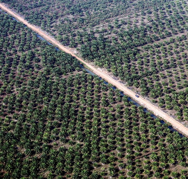 Produk Turunan Sawit Asal Riau Mampu Bersaing di Pasar Global