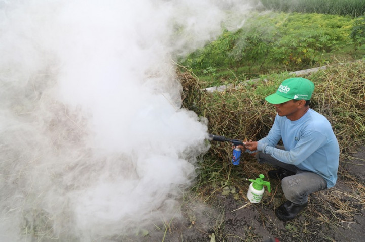 Dinas TPH Sumut Tangkap 534 Ekor Tikus Sawah