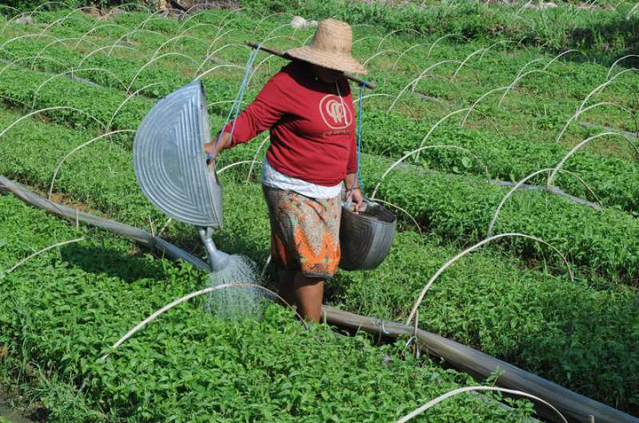 Para Kepala Daerah Dorong Masyarakat Tanam Pangan Sendiri