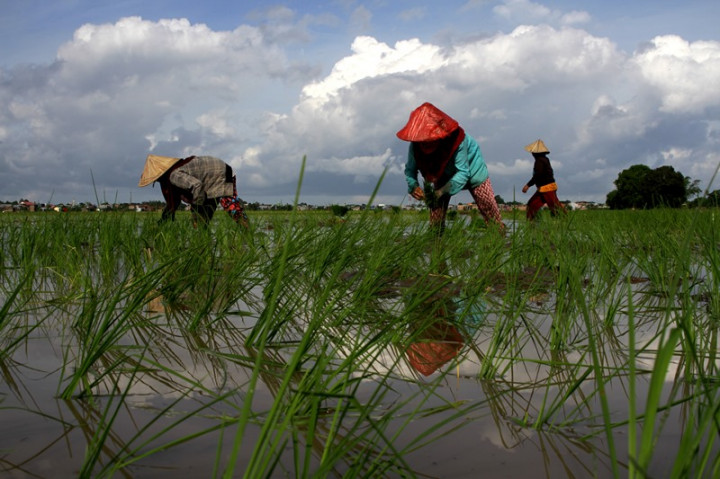 Bupati Merangin Apresiasi Kerja Keras Petani dan Penyuluh