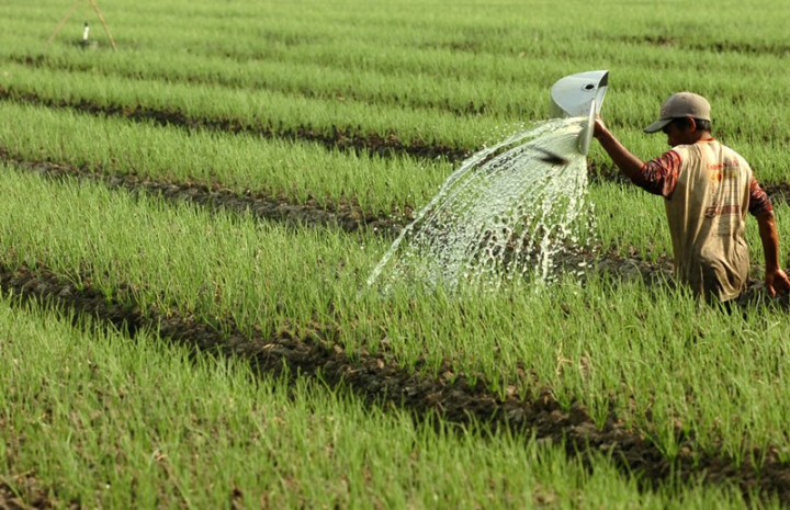 Triwulan I-2020, PDB Pertanian Naik 0,02 Persen