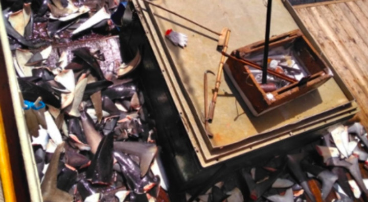 Terdaftar Sebagai Kapal Tuna, Kapal Tiongkok Juga Tangkap Hiu