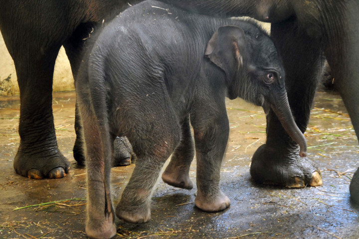 Bayi Gajah Sumatera Ini Diberi Nama Covid