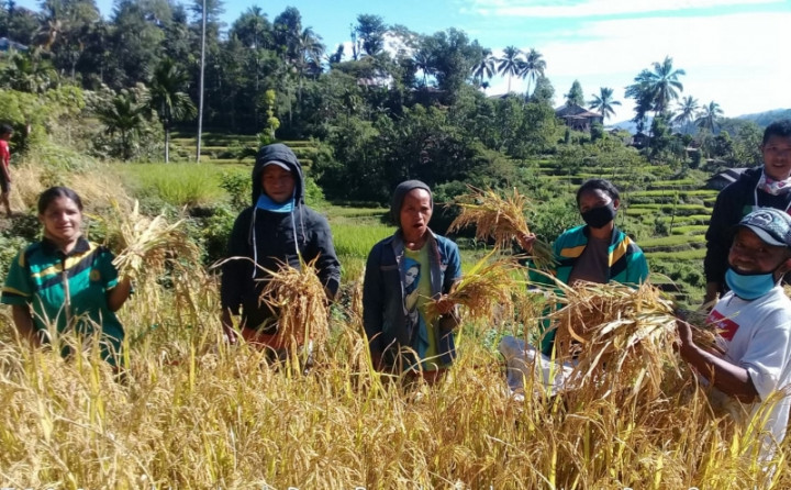 Musim Panen di Manggarai Timur Tak Terpengaruh Covid-19