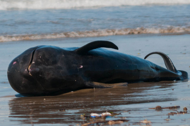 Paus Pilot Mati Terdampar di Lebak