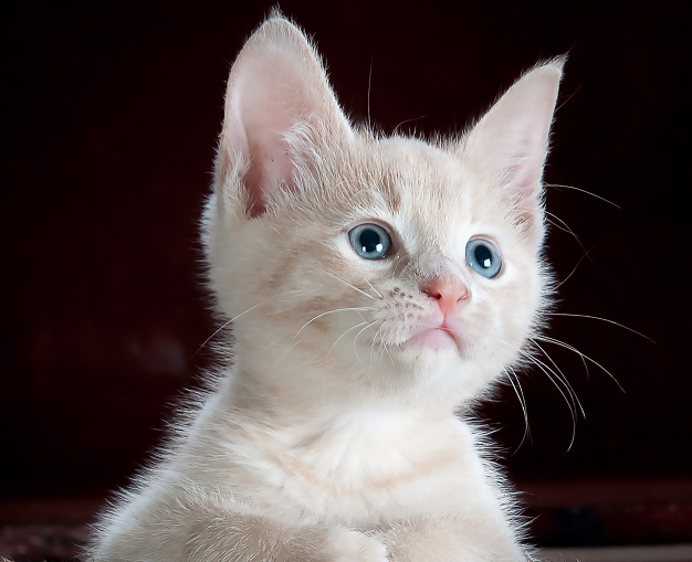 Tidak Terpuji! Menjadi Superior dengan Menyiksa Hewan