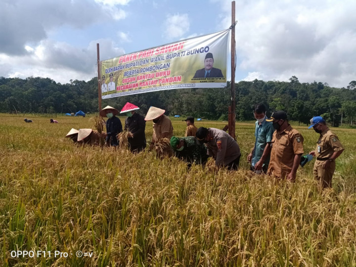 Kabupaten Bungo Diharapkan Menjadi Lumbung Padi dan Jagung