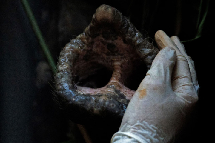 Mara, Gajah Eks Sirkus di Argentina Kini Punya Rumah Baru