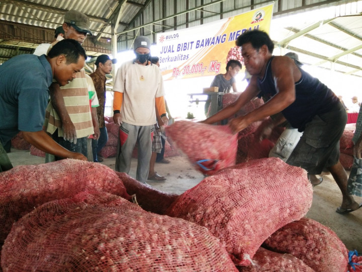 Harga Benih Bawang Merah di Brebes Melambung Tinggi