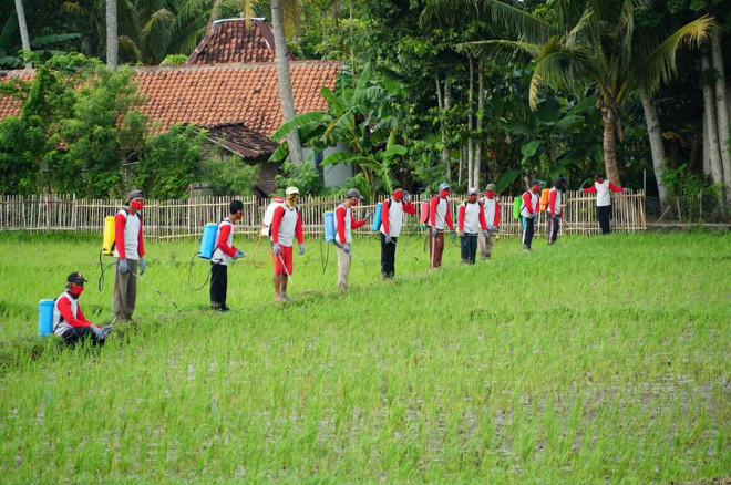 Petani Purworejo melakukan penyemprotan untuk membasmi hama wereng batang coklat, Kamis, 14 Mei 2020. Medcom.id/ Bagus Aryo Wicaksono