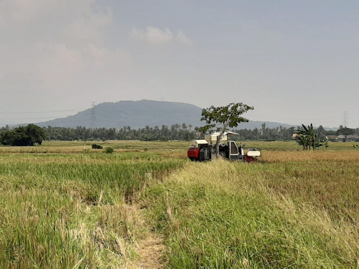 Panen Padi di Serang Diklaim Lebih Baik Tahun Ini