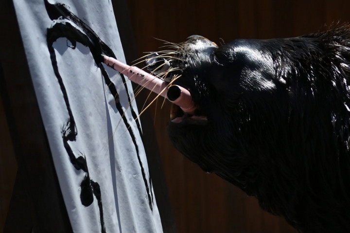 Melihat Leo, Singa Laut yang Pandai Melukis