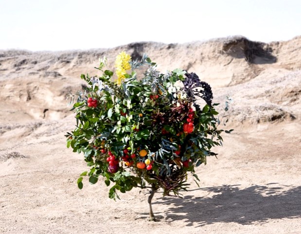 Perkenalkan, Sam Van Aken Si Pembuat Pohon Penghasil 40 Jenis Buah
