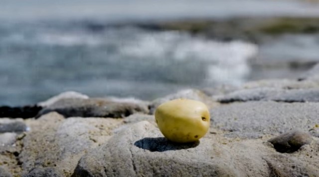 Ini Kentang Termahal di Dunia