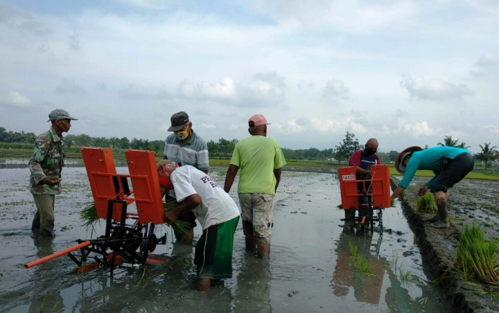 Gertam Padi Serempak, Upaya Petani Sleman Jaga Ketahanan Pangan