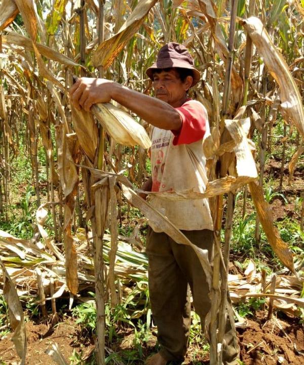 Penyuluh Pertanian Kawal Petani Bandung Lanjutkan Percepatan Tanam