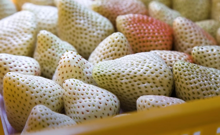 Perkenalkan White Jewel, Stroberi Putih asal Jepang