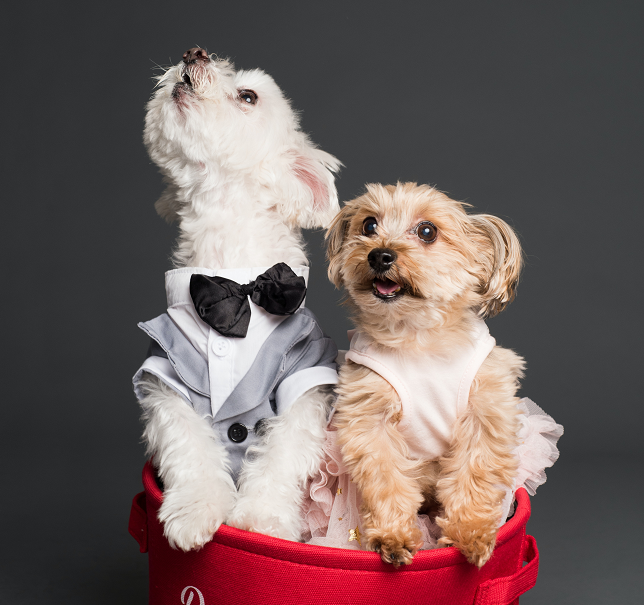 4 kesalahan Saat Membeli Mainan untuk Hewan Peliharaan