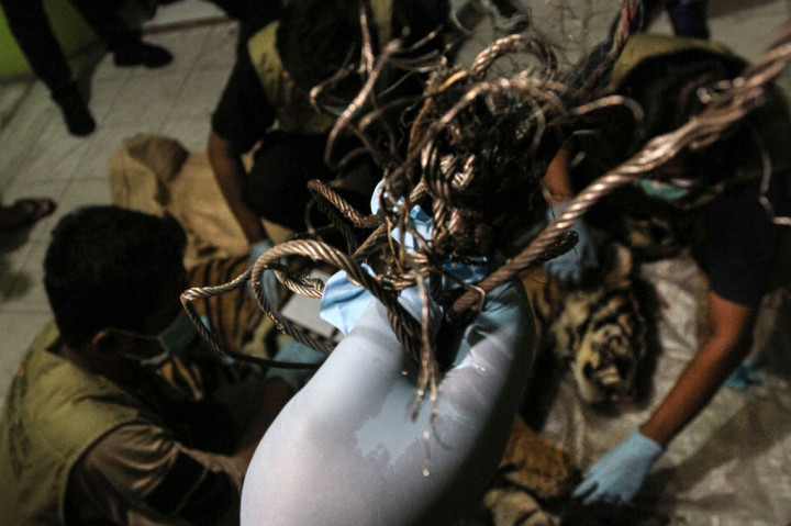 Seekor Harimau Sumatera Mati Dijerat Pemburu