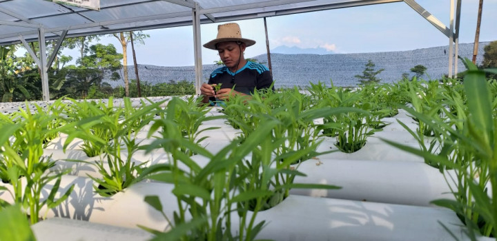 Berkah Covid, Usaha Berkebun Hidroponik Semakin Diminati