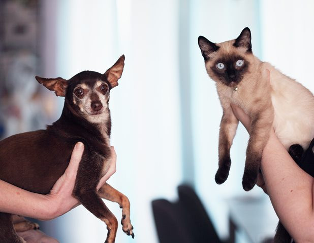 Bisakah Anjing Makan Makanan Kucing?