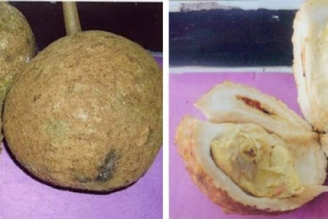 Mengenal Durian Gundul dari Indonesia