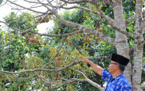 Deretan Fakta Durian Gundul Tanpa Duri yang Bikin Heboh
