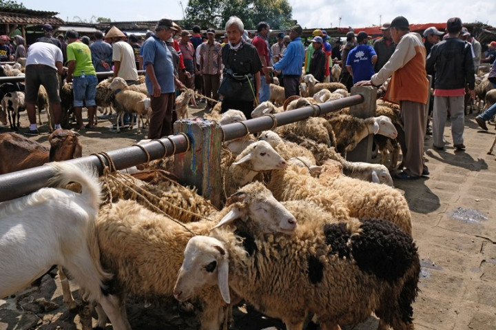 Petani Milenial Penerima PWMP Kementan Kompak Jalani Bisnis Peternakan