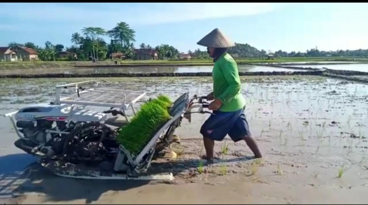 Dinas TPHP Lampung Selatan Dorong Petani Lakukan Percepatan Tanam