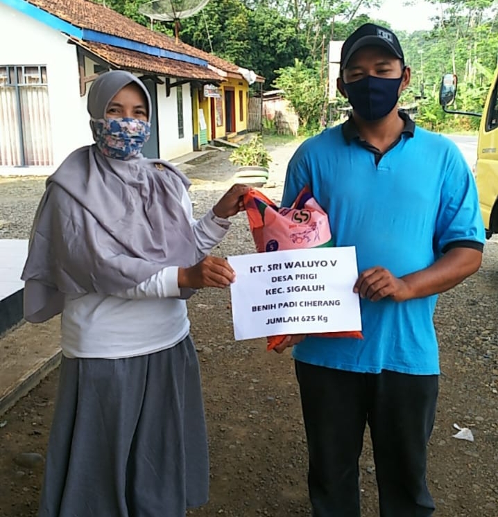 Kostratani Sigaluh Kawal Bantuan Benih Padi Inbrida