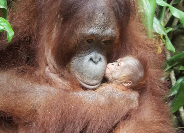 Banyak Satwa Dilindungi Melahirkan di Masa Pandemi