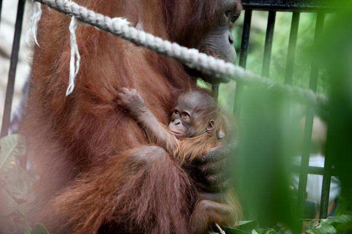 Fitri, Bayi Orang Utan yang Lahir di Tengah Pandemi