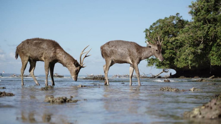 CDC: Rusa Bisa Tularkan Tuberkulosis