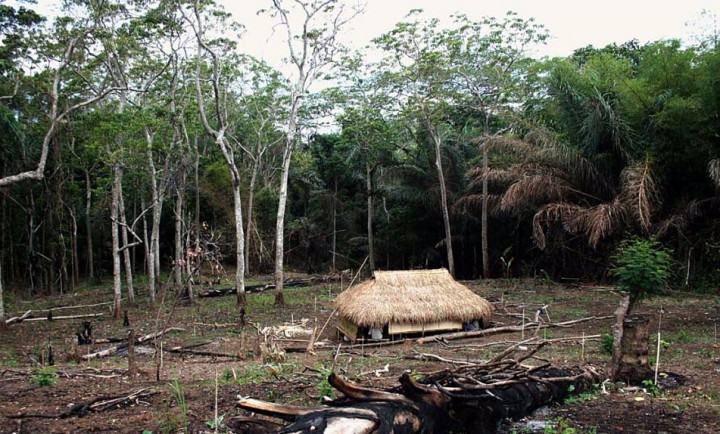 Perjuangan Nenek Berusia 80 Tahun yang Bertahan Hidup dengan Makanan Hutan