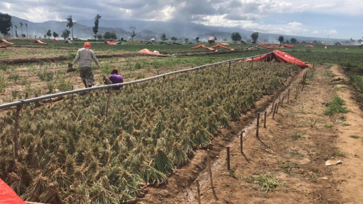 Mentan Jamin Kebutuhan Bawang Merah Dalam Negeri Terpenuhi