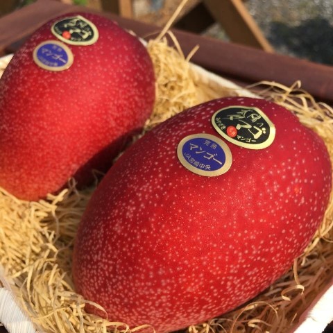 Ini Mangga Termahal di Dunia