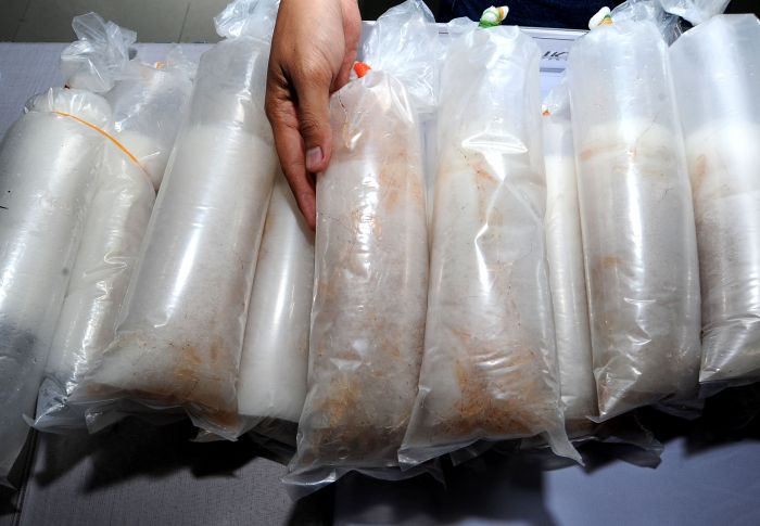 Penyelundupan Puluhan Benih Lobster Digagalkan