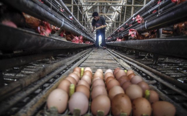 Realisasi KUR Peternakan Capai 50,39%