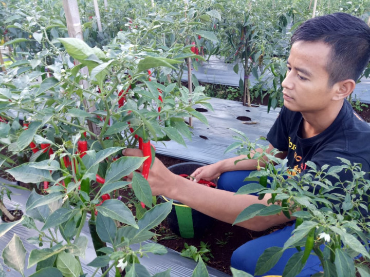Mahasiswa Polbangtan Dampingi Petani Kembangkan Diversifikasi Pangan
